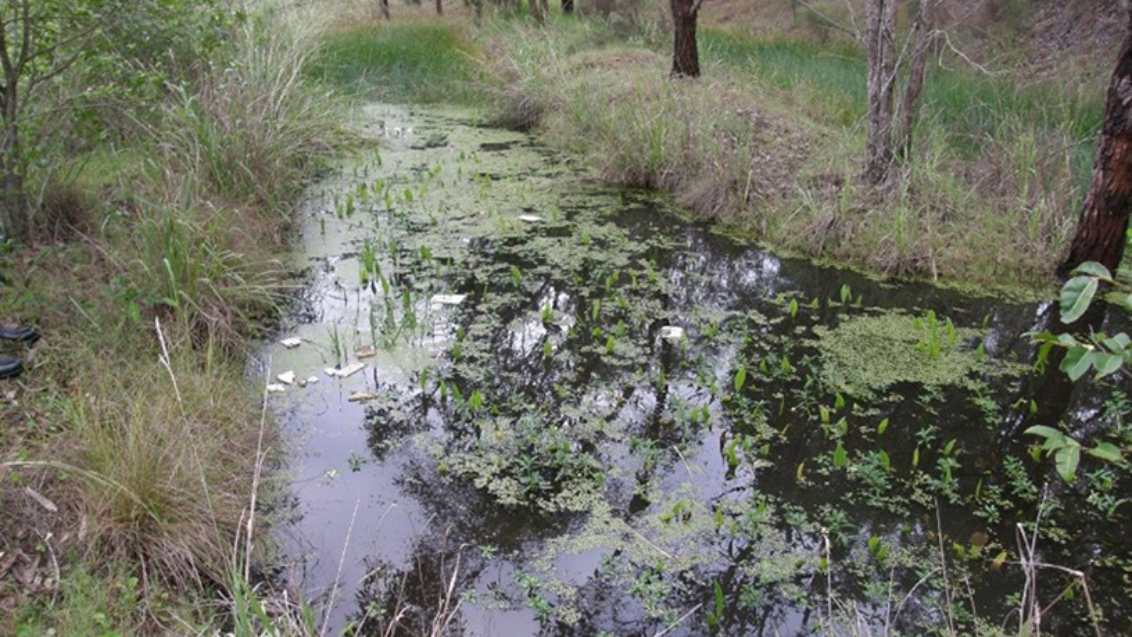 Sagittaria Before