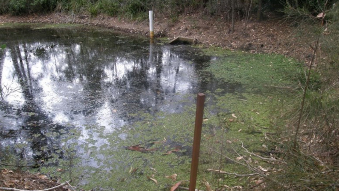Water Stargrass Before