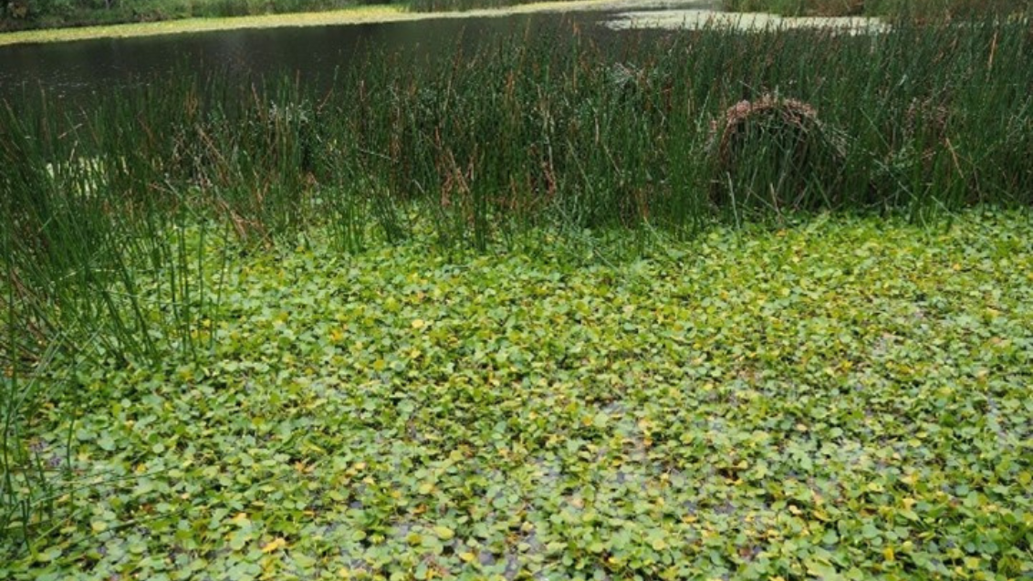Yellow Water Poppy Before
