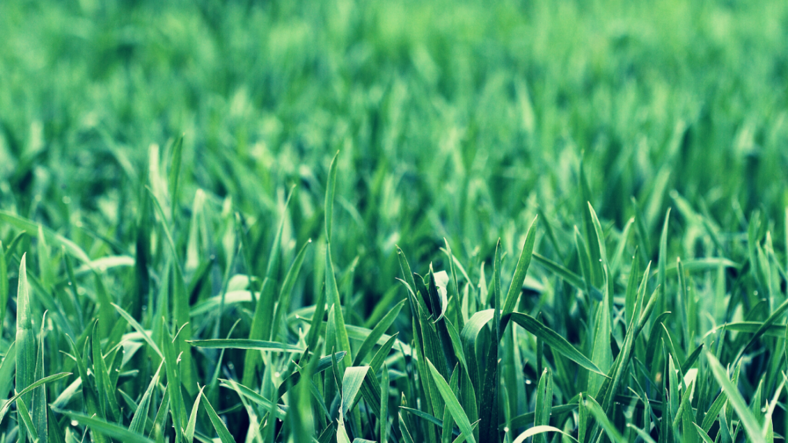Close up of grass