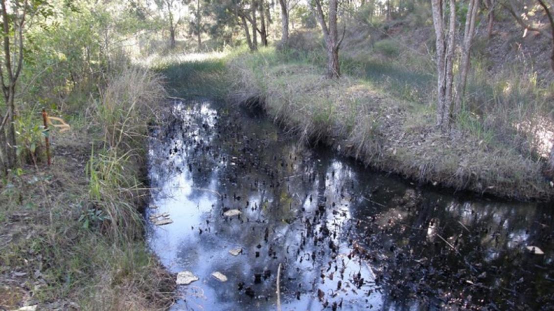Sagittaria Before