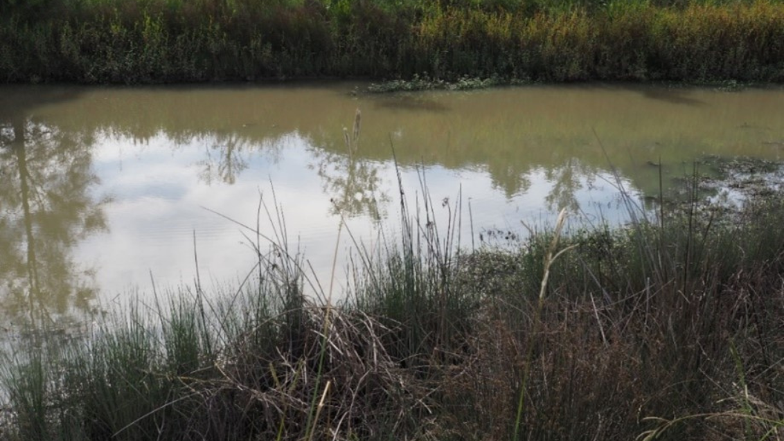 Alligator Weed After