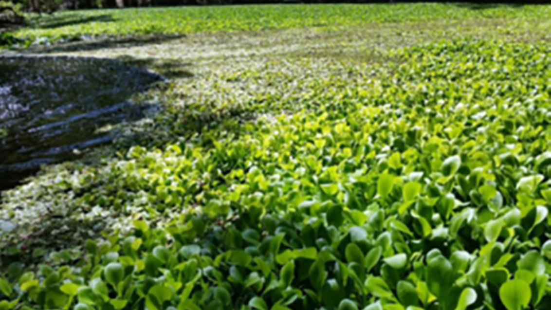 Amazon Frogbit Before
