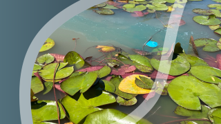 CLIPPER Herbicide for the control of Yellow Water Lily