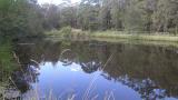 Midway After Elodea