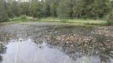 Midway Before Elodea
