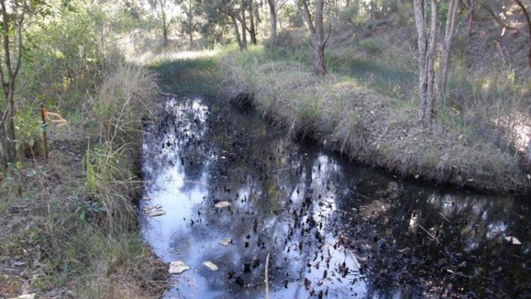 Sagittaria Before