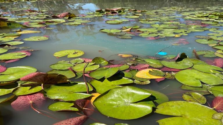 CLIPPER® tablet dissolving amongst Yellow Water Lily. Photo Credit: Scott Hutchens