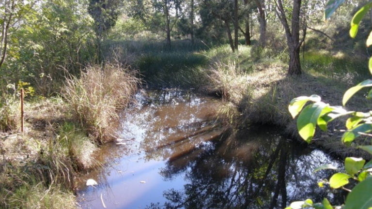 Sagittaria After