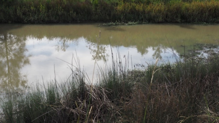 Alligator Weed After