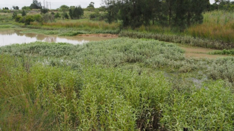 Alligator Weed Before