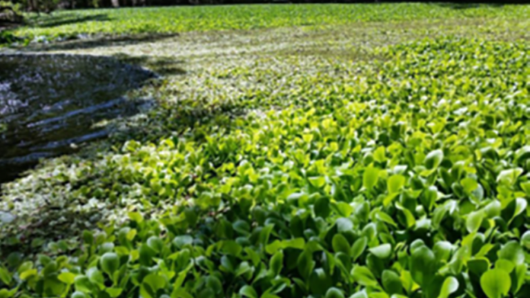 Amazon Frogbit Before