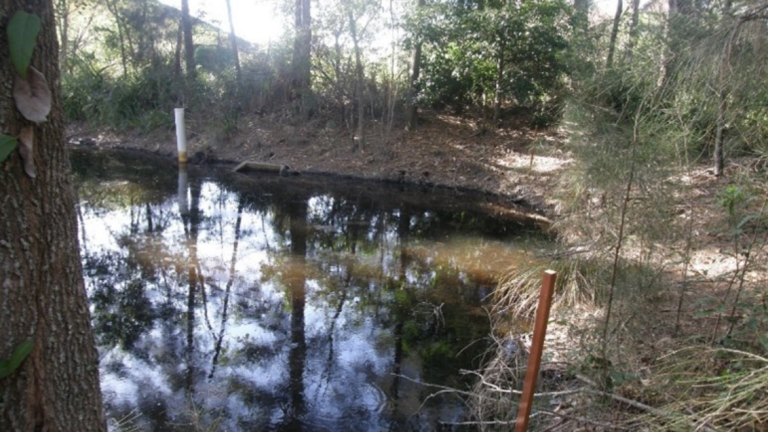Water Star Grass After