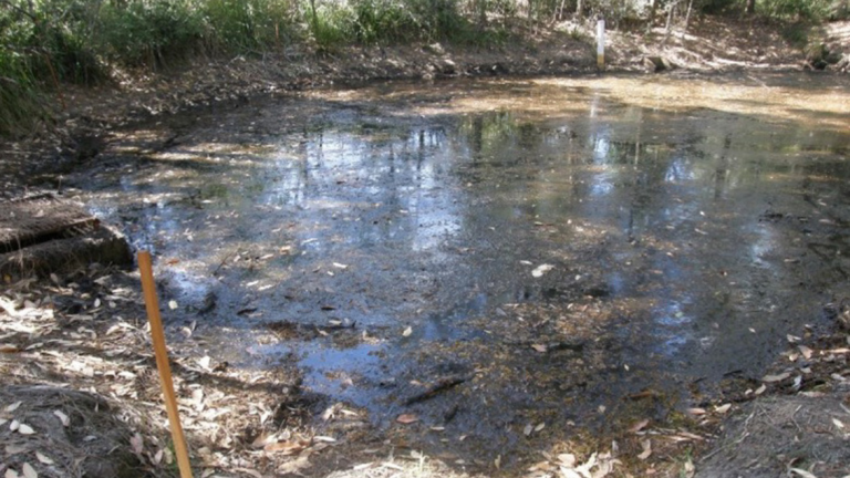 Water Star Grass Before