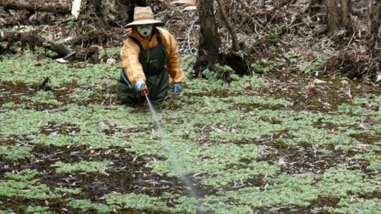 Water lettuce Before