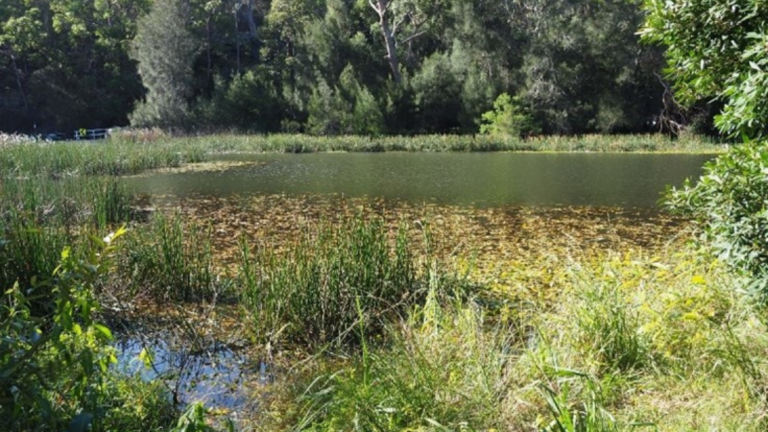 Yellow Water Poppy Before