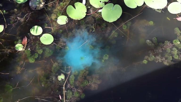 Clipper Herbicide - Aquatic Weed Management in a tablet