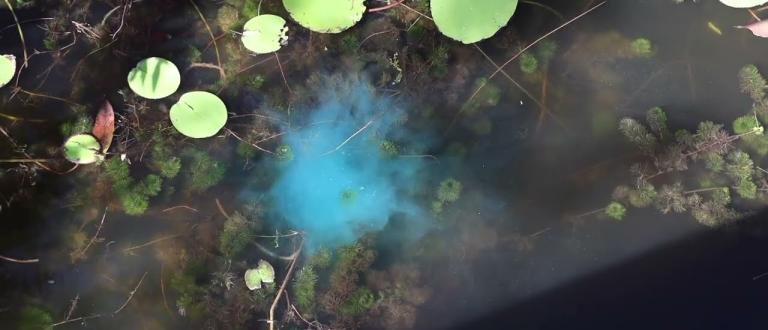 Clipper Herbicide - Aquatic Weed Management in a tablet