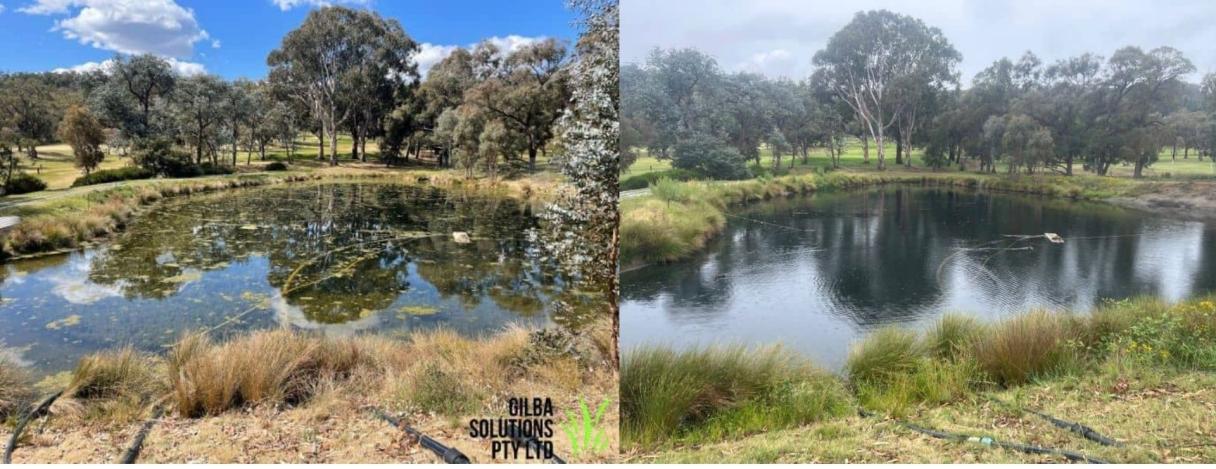 Image 1 & 2: Before and after treatment with Clipper Herbicide® at the Federal Golf Club, in Canberra.