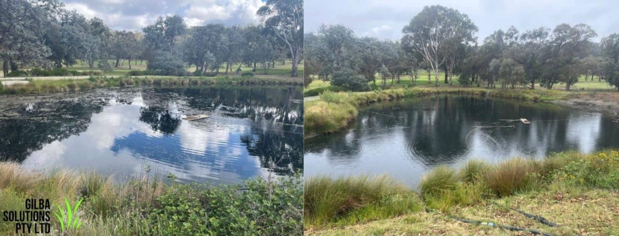 Federal Golf Club’s dam after treatment with Clipper Herbicide®.