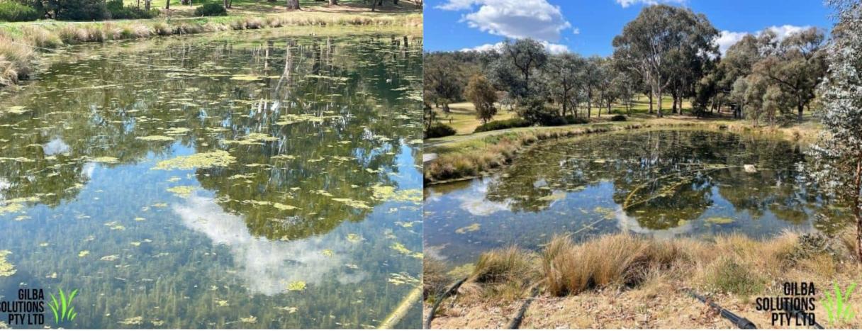 Images 3 & 4: The Federal Golf Club’s dam hosted a large range of aquatic weeds, prior to treatment with Clipper Aquatic Herbicide®.