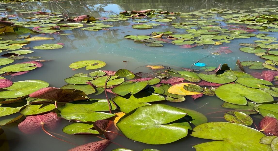 CLIPPER® tablet dissolving amongst Yellow Water Lily. Photo Credit: Scott Hutchens