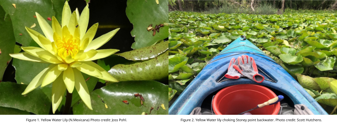 Water Lilly 