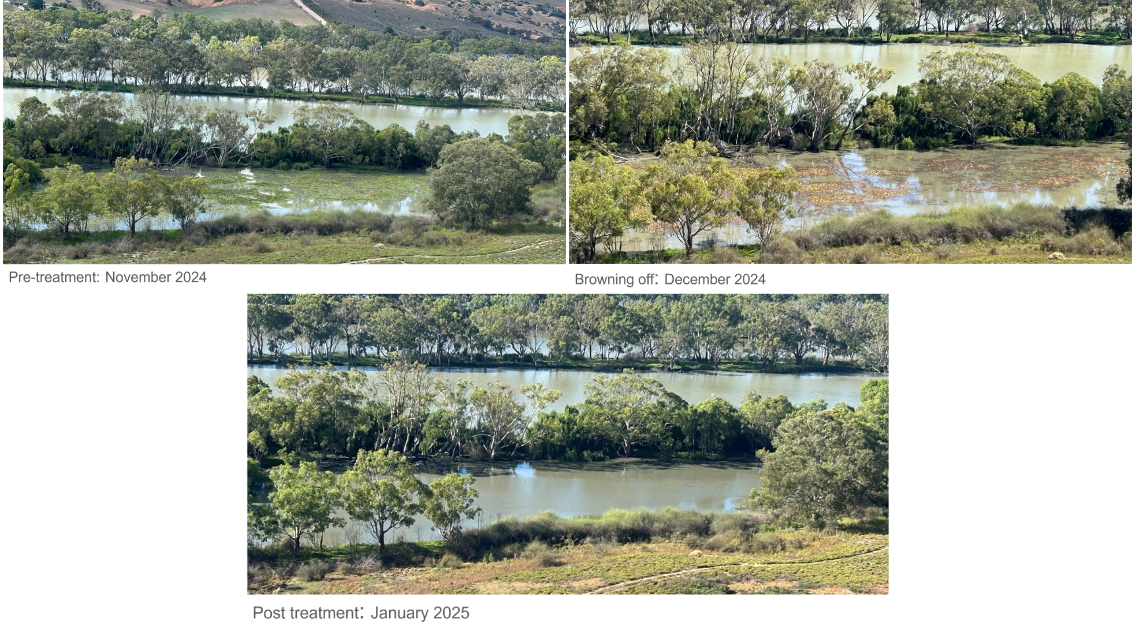Site 2: Stoney Point Backwater