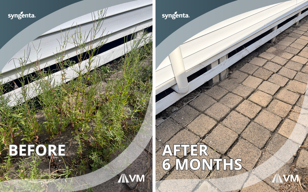 Side-by-side comparison of a building exterior before and 6 months after treatment with Trimac Industrial and Glymac 360, showing lack of regrowth