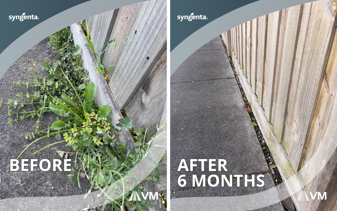 Before-and-after photo of a fence line; weeds still removed 6 months after treatment with Trimac Industrial and Glymac 360