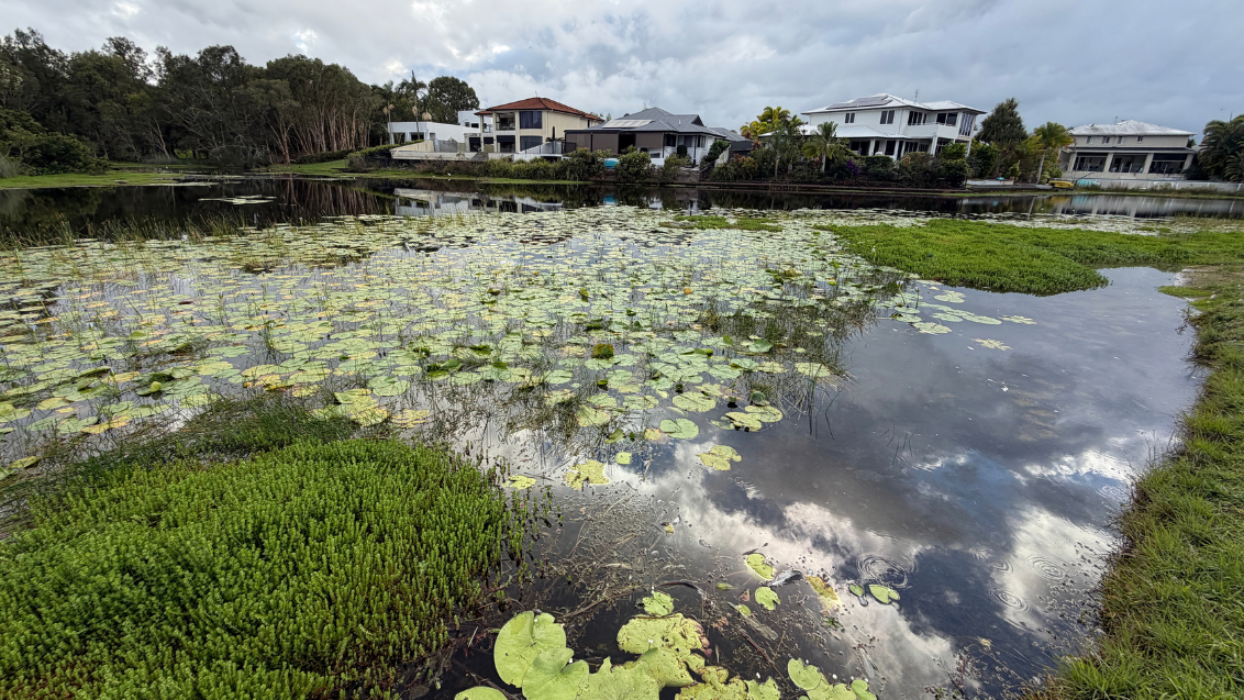 Pelican Waters Wetlands